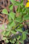 Tufted yellow woodsorrel